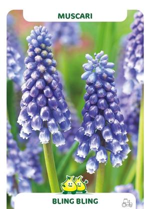 Muscari 'Bling Bling'