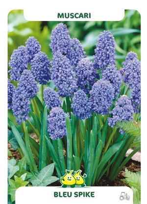 Muscari 'Blue Spikes'