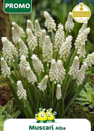 Muscari armeniacum 'Alba'