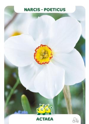Narcissus 'Actea Poeticus'