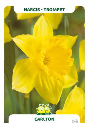 Narcissus 'Carlton'