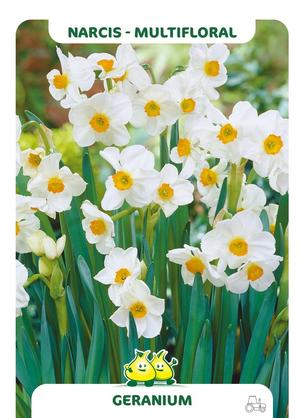 Narcissus 'Geranium'