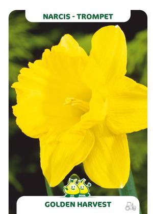 Narcissus 'Golden Harvest'