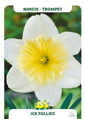 Narcissus 'Ice Follies'