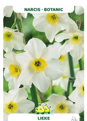 Narcissus 'Lieke'