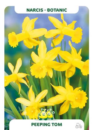 Narcissus 'Peeping Tom'