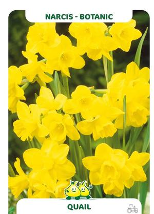 Narcissus 'Quail'