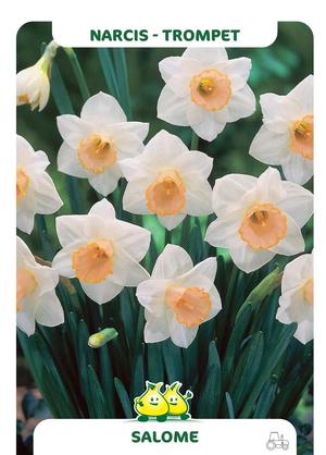 Narcissus 'Salome'