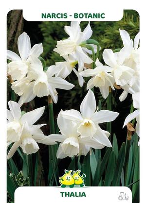 Narcissus 'Thalia'