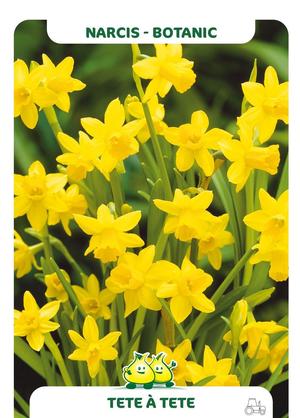 Narcissus 'Tête à Tête'