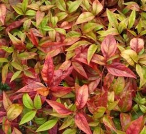 Nandina domestica 'Firepower'