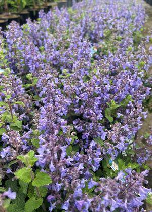 Nepeta 'Cat's Pajamas'