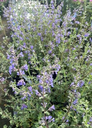 Nepeta faassenii 'Junior Walker' ®