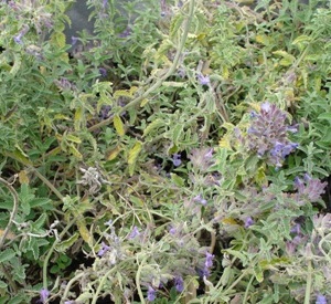 Nepeta faassenii 'Senior'