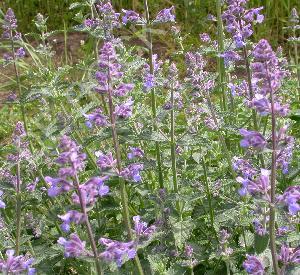 Nepeta faassenii 'Six Hills Giant'