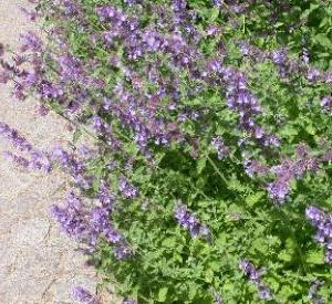 Nepeta faassenii 'Walker's Low'