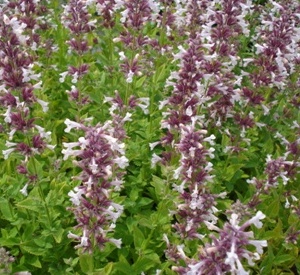 Nepeta grandiflora 'Dawn to Dusk'