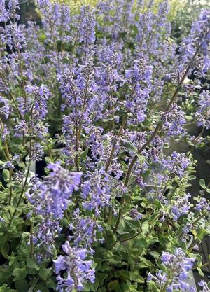 Nepeta grandiflora 'Summer Magic'