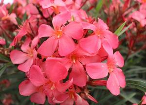 Nerium oleander