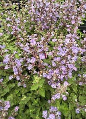 Nepeta 'Purssian Blue'
