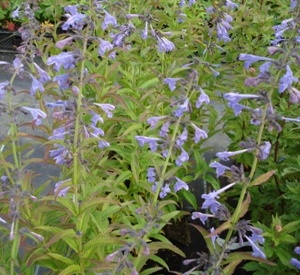 Nepeta sibirica 'Souvenir d'Andr� Chaudron'