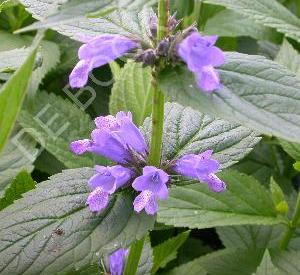 Nepeta subsessilis