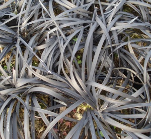 Ophiopogon planiscapus 'Niger' Ophiopogon planiscapus 'Niger'