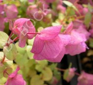 Origanum rotundifolium 'Kent Beauty'