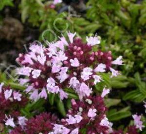 Origanum vulgare 'Compactum'