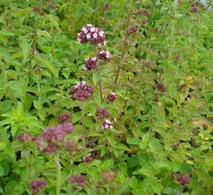 Origanum vulgare