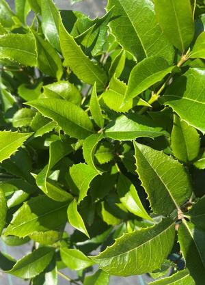 Osmanthus armatus