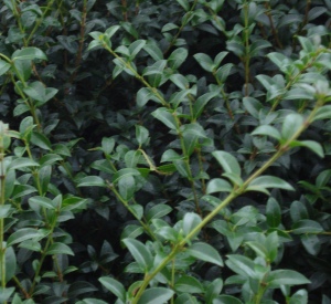 Osmanthus burkwoodii