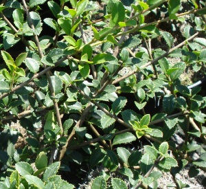 Osmanthus delavayi