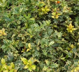 Osmanthus heterophyllus 'Goshiki'