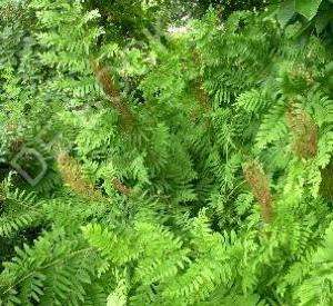 Osmunda regalis