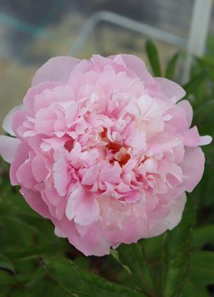 Paeonia lactiflora 'Angel Cheeks'