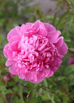 Paeonia lactiflora 'Alexander Fleming'