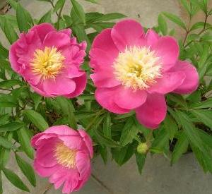 Paeonia lactiflora 'Bowl of Beauty'