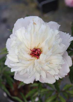 Paeonia lactiflora 'Baroness Schröder'