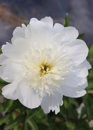 Paeonia lactiflora 'Charley's White'