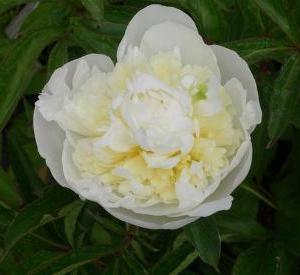 Paeonia lactiflora 'Duchesse de Nemours'