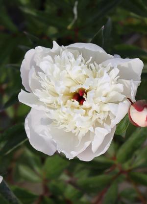 Paeonia lactiflora 'Immaculée'