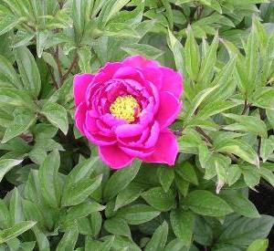 Paeonia lactiflora 'Karl Rosenfield'