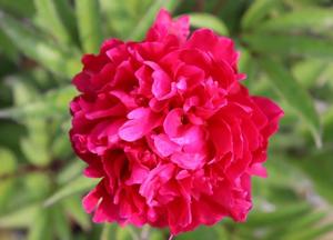 Paeonia lactiflora 'L'Eclatante'