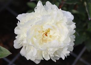 Paeonia (LD) 'Marie Lemoine'