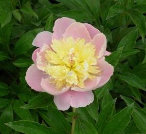 Paeonia lactiflora 'Nymphe'