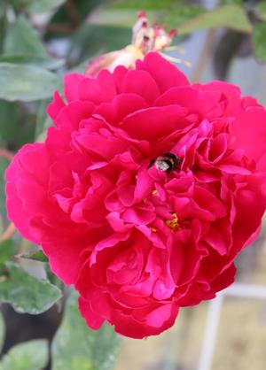 Paeonia lactiflora 'Red Sarah Bernhardt'