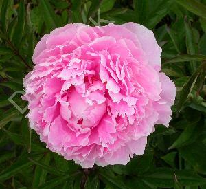 Paeonia lactiflora 'Sarah Bernhardt'