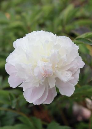 Paeonia lactiflora 'Shirley Temple'