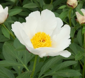 Paeonia lactiflora 'White Wings'